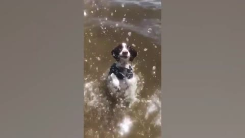 River full of alligator, and the dog playing