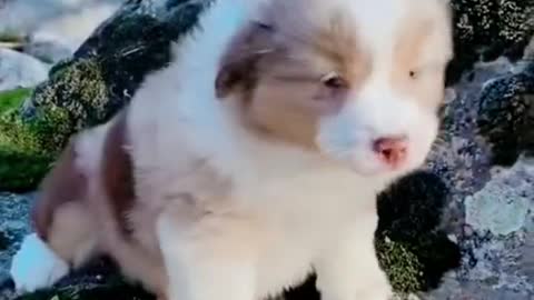 Baby dog howls