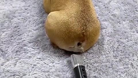 Dog farts when put in microphone