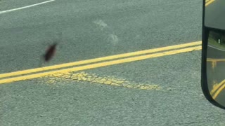 Little Bug Climbs Window in Moving Car