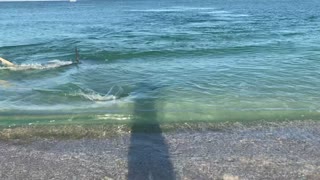 Hammerhead Chases Tarpon Along Beach