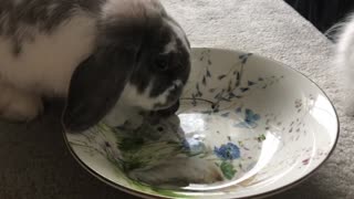 Bunny tries to eat cherry