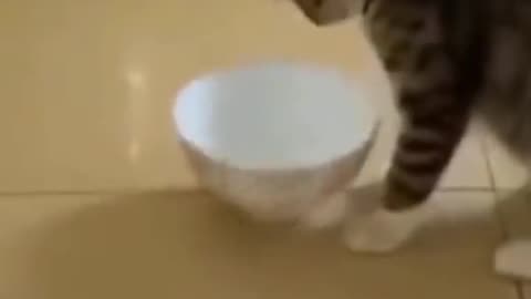 A sweet cat is playing with bowl, cat, kitten 🐈🐈