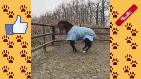 very funny horse