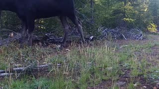 Bull Moose Mosies By in Montana