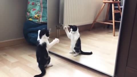 Funny Cat play mirror