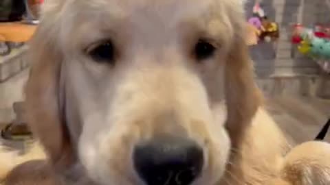 Cute dog video dog