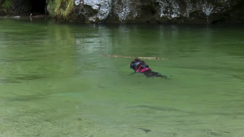 How to train dogs to swim and catch fishing from the water