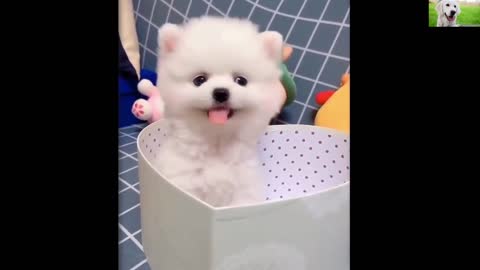 Mini Pomeranian | Funny and Cute Pomeranian Videos | Funny Puppy Video