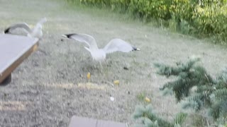 The seagulls and crow on the river