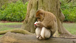 Beautiful Animals (monkey)