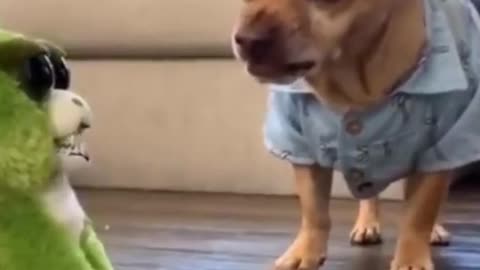 Try not to laugh funny animals #shorts