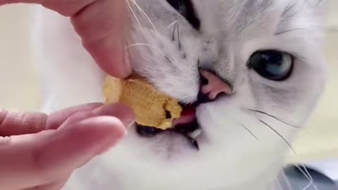 Let me show you how a kitten eats