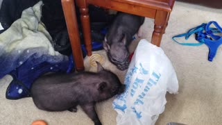 Playful piglets getting their energy out with an empty bag.