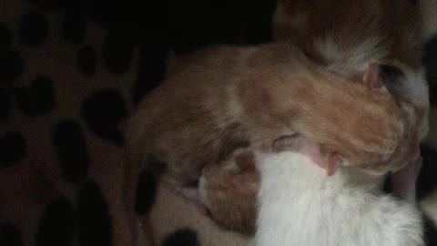My four furry new kittens, day two since their birth
