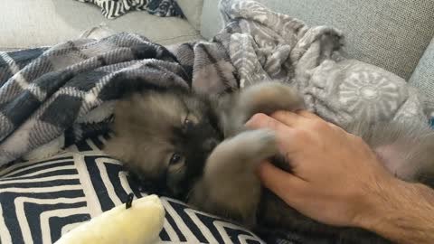 Pomsky Puppy Belly Rubs!