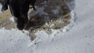 Determined dog is a snow removal expert, although it can take a while!