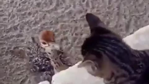 A rowdy cat beats a small ostrich