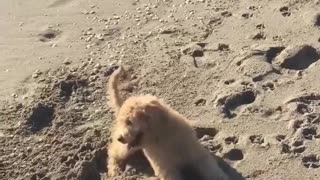 Curly haired brown dog with head outside window while car is moving