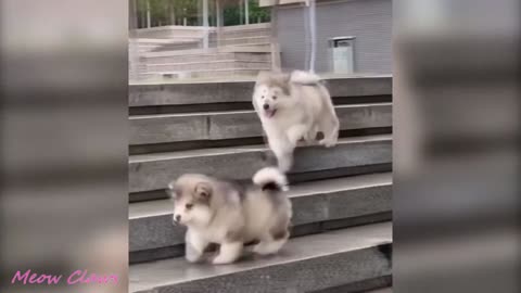 Funny Alaskan malamute videos. if you laugh you fail