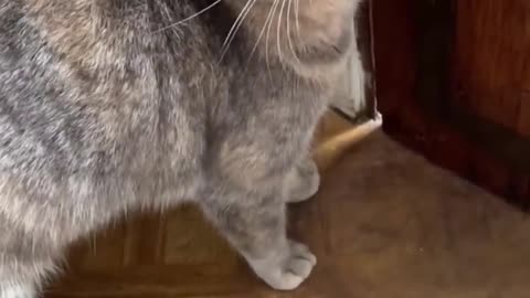 Funny cat attract by sound