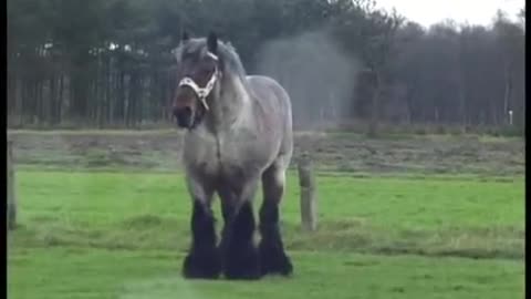He Brought This Giant Horse To The Field, But Pay Attention To His Legs