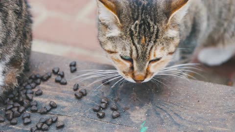 Cat Enjoys Its Meal on a Park Bench