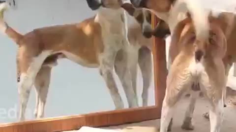 Mirror prank on dog