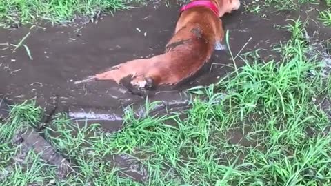 Dog taking mud bath