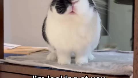 Cute cats memes