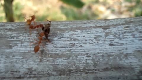 Ants Fighting and Confused about the direction to take after a Kill of a huge Spider