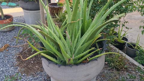 Growing super large aloe vera for sale in Thailand.
