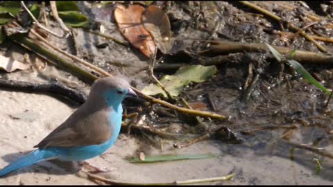 Beautiful Blue Bird Corner - Blue Capped Cordon Bleu