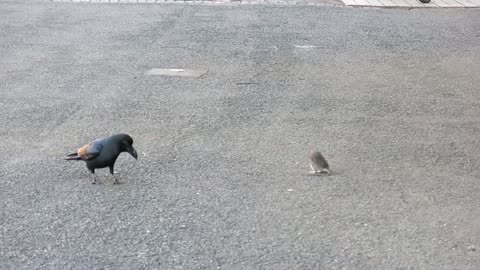 Strange relationship between Raven and Rat