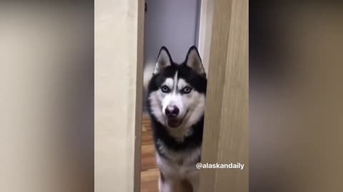Husky Knows He's in Trouble When He Gets Caught by His Owner
