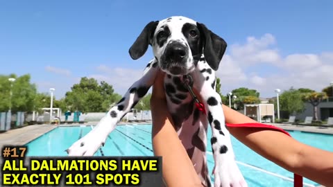 The Truth About the Dalmatian Spot Count (The Myth of 101 Spots)