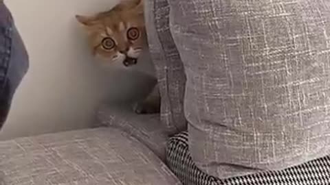 Funny animals videos 😻😻🤣#funnyanimals #funnyvideo