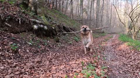 happy happy dogs