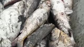 Denuncian mortandad de peces en el río Carare en Santander