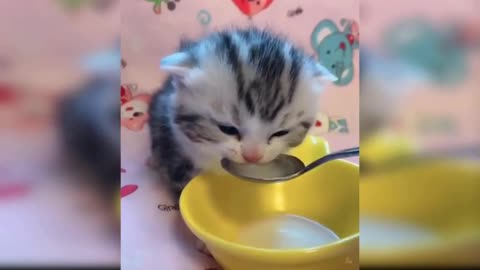 Funny Cats - Cute and Baby Cats Videos Compilation