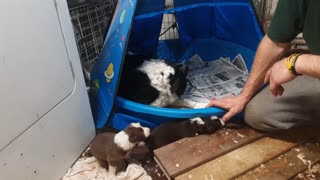 TERRA BYTES puppies Sunday, 21 days old