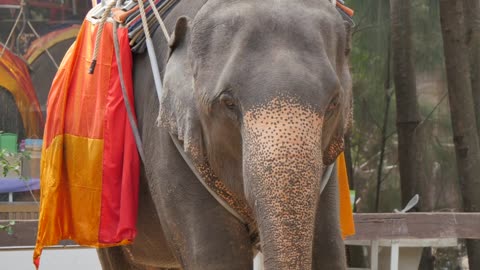 Elephant rides, Bangkok, Thailand, Southeast Asia