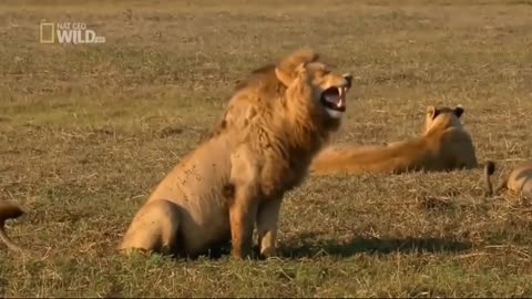 Animals laughing funny videos