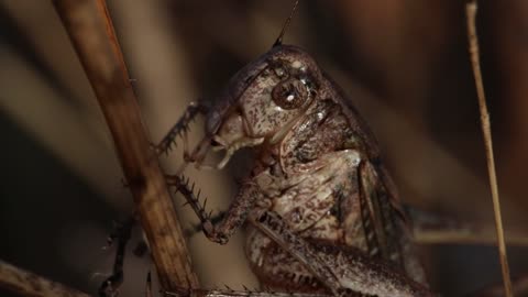 Animal- Characteristics of the Wood Grasshopper.