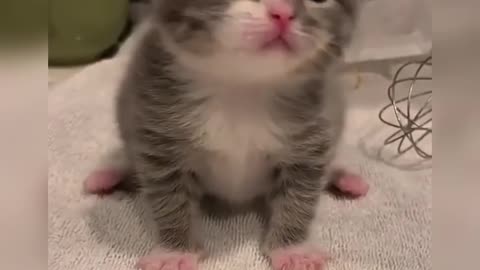 Very cute littlle kittens