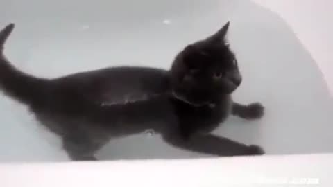 The cat is bothering in the water
