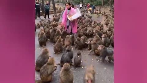 funny monkey video 20