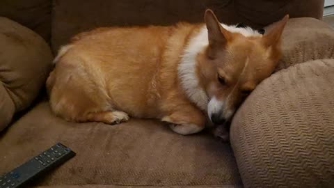 Corgi cuddles