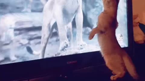 oh my god a funny cat is afraid of the lion king hahaha