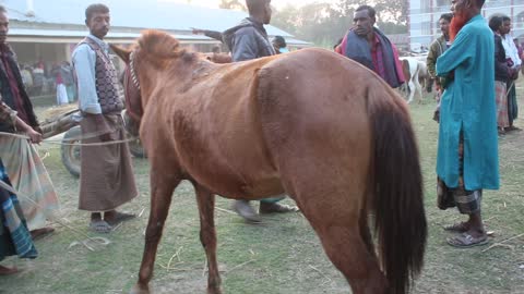 only $70 sale horse in Bangladesh